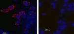 KCNH2 (HERG) (extracellular) Antibody in Immunocytochemistry (ICC/IF)