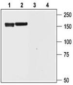 KCNH6 (erg2) Antibody in Western Blot (WB)