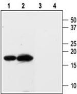 KCNE3 (MiRP2) Antibody in Western Blot (WB)