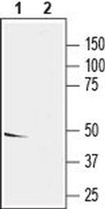 KCNS2 (KV9.2) Antibody in Western Blot (WB)