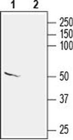 KCNS2 (KV9.2) Antibody in Western Blot (WB)