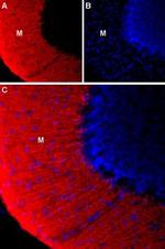 KCNS3 (KV9.3) (extracellular) Antibody in Immunohistochemistry (Frozen) (IHC (F))