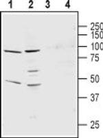 KCNS3 (KV9.3) (extracellular) Antibody in Western Blot (WB)