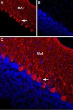 KCNG1 (KV6.1) (extracellular) Antibody in Immunohistochemistry (Frozen) (IHC (F))