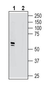 KV8.1 (KCNV1) Antibody in Western Blot (WB)