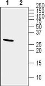 KChIP2 Antibody in Western Blot (WB)