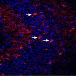 DPP6 (extracellular) Antibody in Immunohistochemistry (Frozen) (IHC (F))