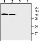 DPP6 (extracellular) Antibody in Western Blot (WB)