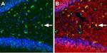 KCNQ5 Antibody in Immunohistochemistry (Frozen) (IHC (F))