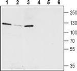 KCNQ5 Antibody in Western Blot (WB)