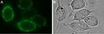 Kir2.1/KCNJ2 (extracellular) Antibody in Immunocytochemistry (ICC/IF)