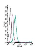 KCNQ1 (extracellular) Antibody in Flow Cytometry (Flow)