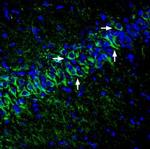 KCNK12 (THIK-2) (extracellular) Antibody in Immunohistochemistry (Frozen) (IHC (F))