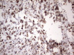 APC Antibody in Immunohistochemistry (Paraffin) (IHC (P))