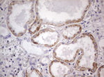 APC Antibody in Immunohistochemistry (Paraffin) (IHC (P))