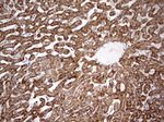 APC Antibody in Immunohistochemistry (Paraffin) (IHC (P))