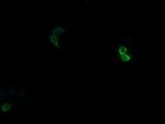 APCS Antibody in Immunocytochemistry (ICC/IF)