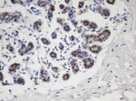 APEX1 Antibody in Immunohistochemistry (Paraffin) (IHC (P))