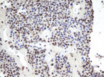 APEX1 Antibody in Immunohistochemistry (Paraffin) (IHC (P))