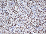 APEX1 Antibody in Immunohistochemistry (Paraffin) (IHC (P))