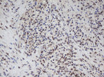 APEX1 Antibody in Immunohistochemistry (Paraffin) (IHC (P))