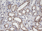 APEX1 Antibody in Immunohistochemistry (Paraffin) (IHC (P))