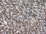 APEX1 Antibody in Immunohistochemistry (Paraffin) (IHC (P))