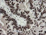 APEX1 Antibody in Immunohistochemistry (Paraffin) (IHC (P))