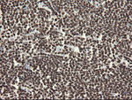 APEX1 Antibody in Immunohistochemistry (Paraffin) (IHC (P))