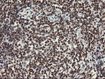 APEX1 Antibody in Immunohistochemistry (Paraffin) (IHC (P))