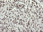 APEX1 Antibody in Immunohistochemistry (Paraffin) (IHC (P))