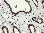 APEX1 Antibody in Immunohistochemistry (Paraffin) (IHC (P))