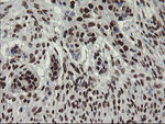 APEX1 Antibody in Immunohistochemistry (Paraffin) (IHC (P))