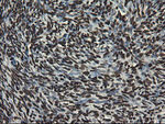 APEX1 Antibody in Immunohistochemistry (Paraffin) (IHC (P))