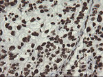 APEX1 Antibody in Immunohistochemistry (Paraffin) (IHC (P))