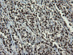 APEX1 Antibody in Immunohistochemistry (Paraffin) (IHC (P))