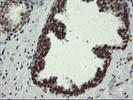 APEX1 Antibody in Immunohistochemistry (Paraffin) (IHC (P))