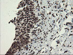 APEX1 Antibody in Immunohistochemistry (Paraffin) (IHC (P))