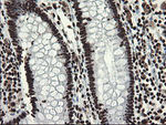 APEX1 Antibody in Immunohistochemistry (Paraffin) (IHC (P))