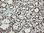 APEX1 Antibody in Immunohistochemistry (Paraffin) (IHC (P))