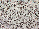 APEX1 Antibody in Immunohistochemistry (Paraffin) (IHC (P))