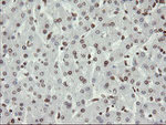 APEX1 Antibody in Immunohistochemistry (Paraffin) (IHC (P))