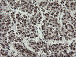 APEX1 Antibody in Immunohistochemistry (Paraffin) (IHC (P))