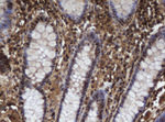 APEX1 Antibody in Immunohistochemistry (Paraffin) (IHC (P))