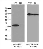 APEX1 Antibody