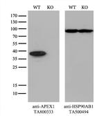 APEX1 Antibody