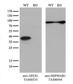 APEX1 Antibody