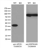 APEX1 Antibody