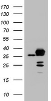 APEX1 Antibody in Western Blot (WB)