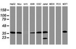 APEX1 Antibody in Western Blot (WB)